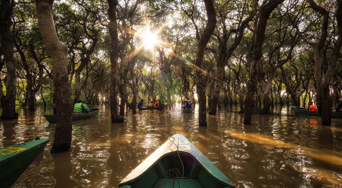 Tonle Sap Mangrove Forest
